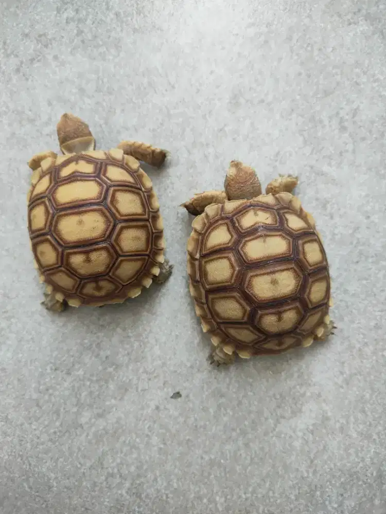 sale sulcata 6-6,5cm makan rakus
