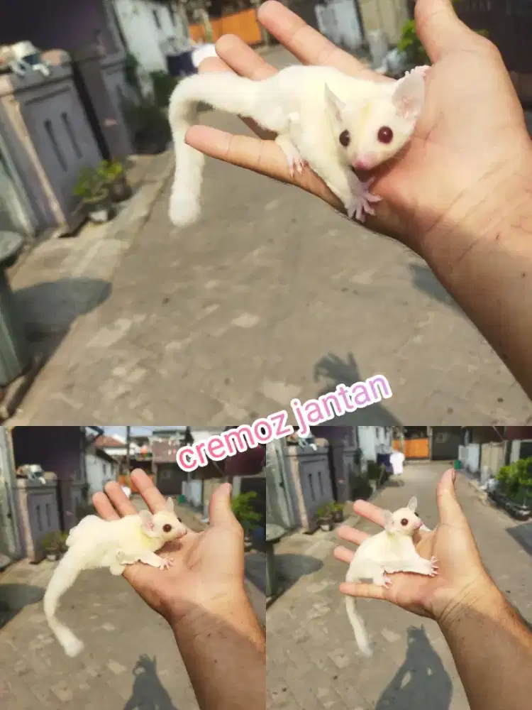 Sugar Glider creamoz jantan