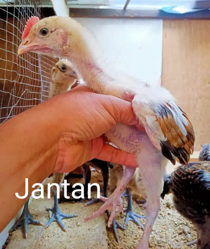 AYAM PELUNG 2 PASANG