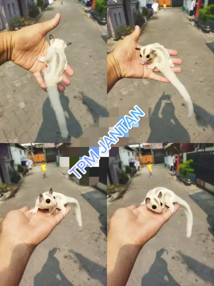 Sugar Glider TPM jantan