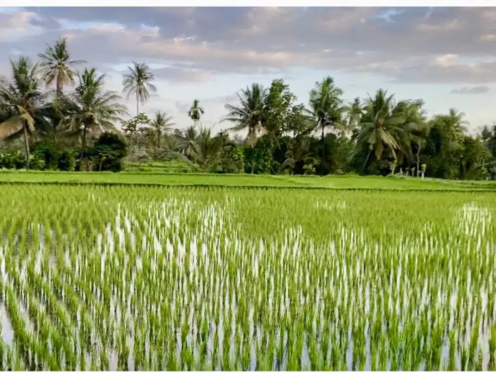 Tanah sawah di Prode Plampang Sumbawa