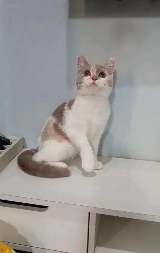 Kitten BSH Lilac Calico betina 4 bulan