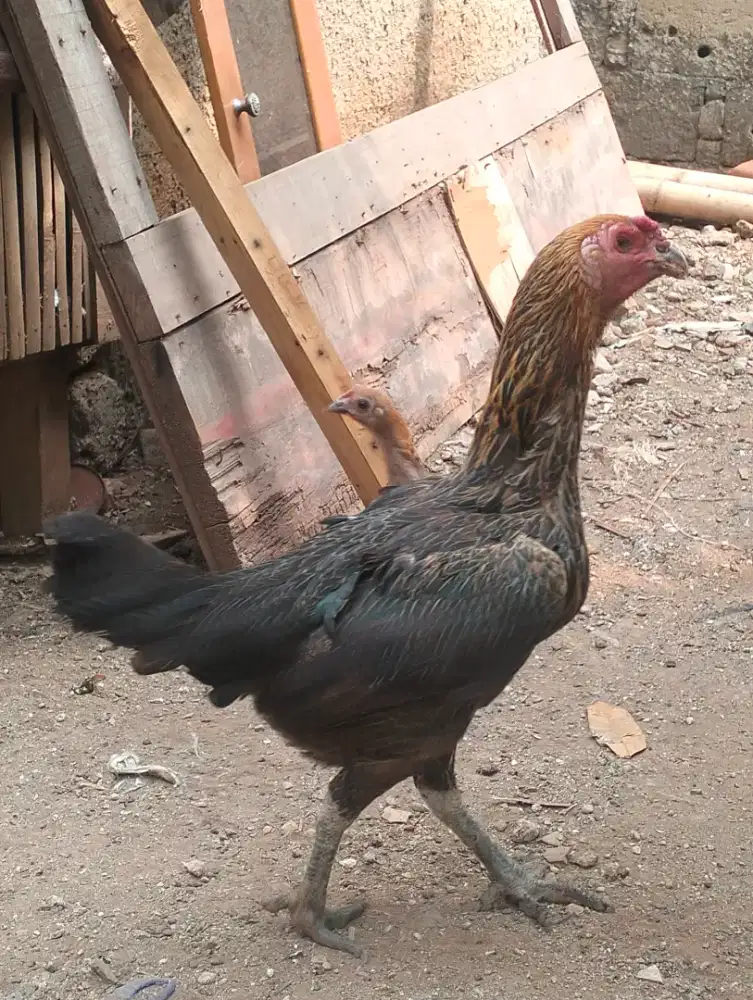 Ayam Mangon babon