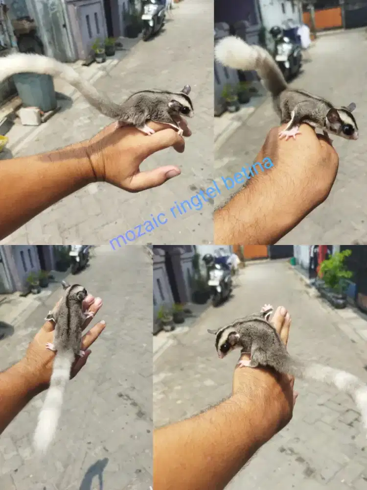 Sugar Glider Mozaic ringtel betina