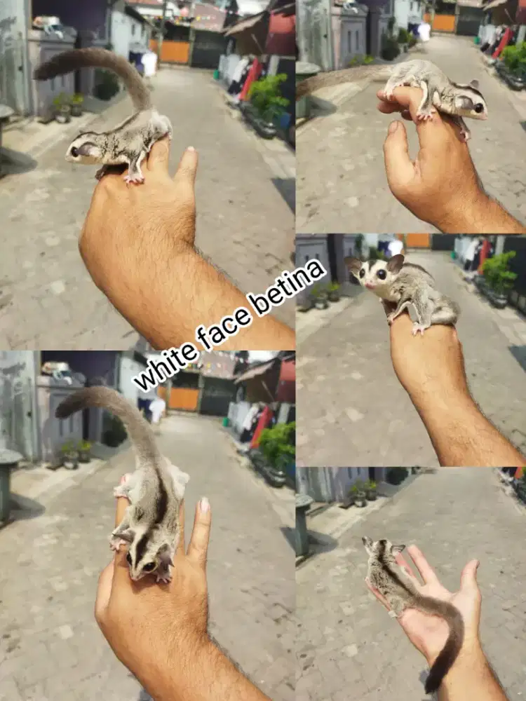 Sugar Glider White Face jantan
