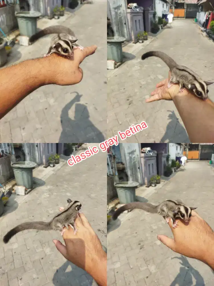 Sugar Glider classic gray betina