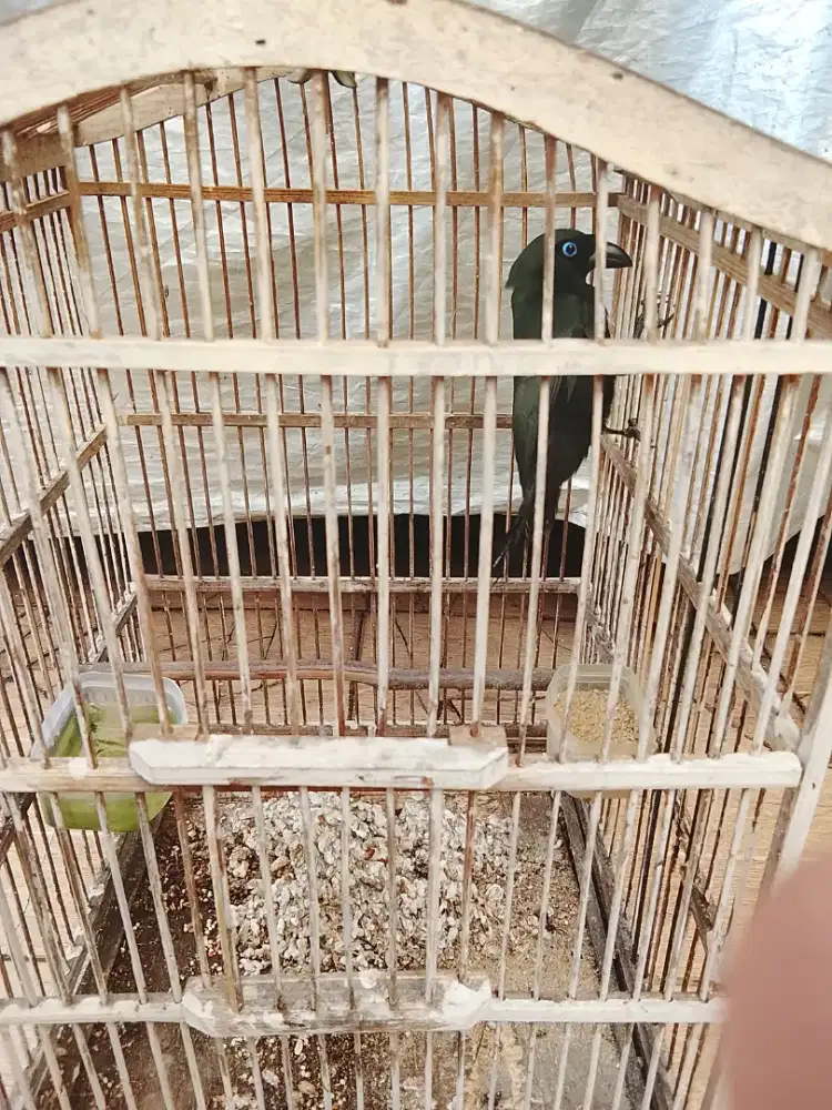 Jual burung muray Papua