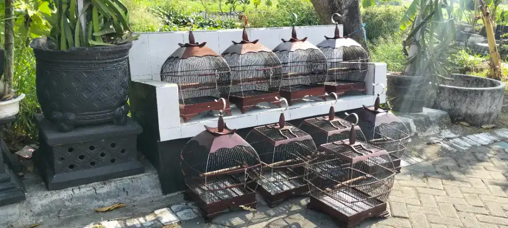 Jual sangkar cungkwok plituran mewah untuk burung derkuku atau puter