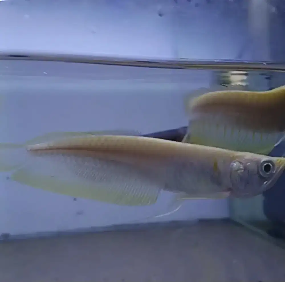 Ikan hias silver albino ukuran -+10cm