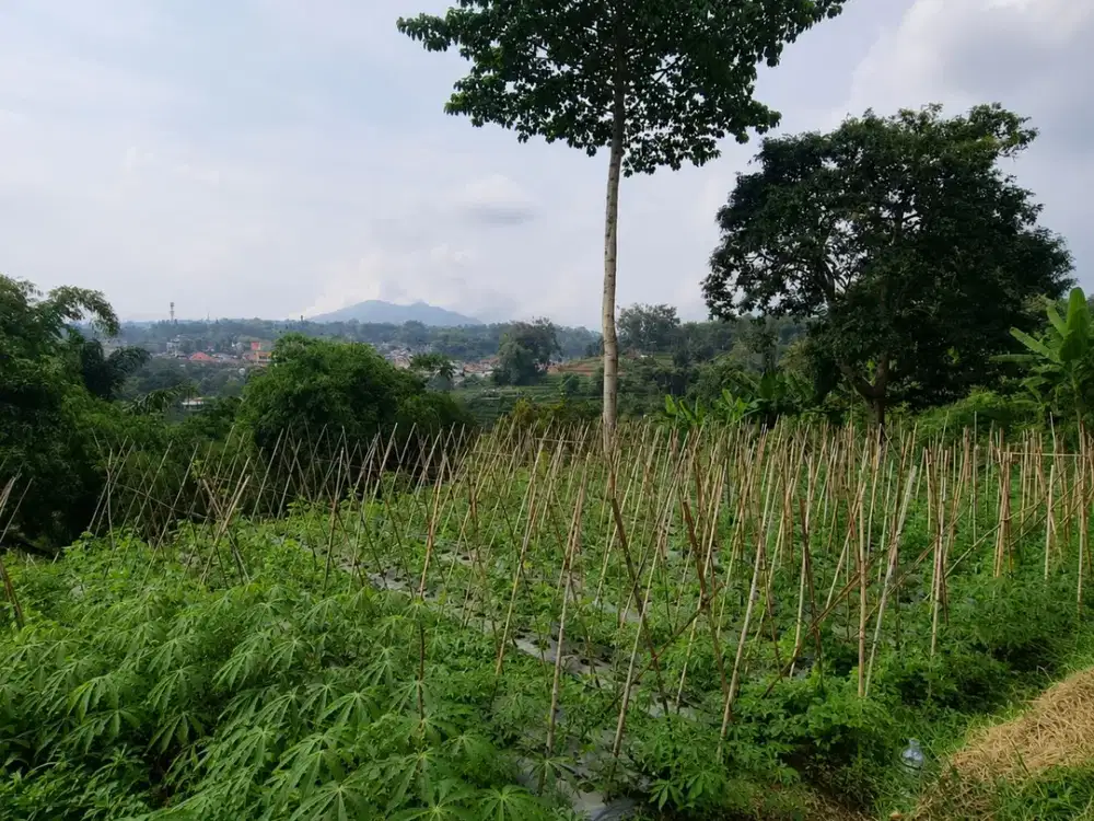 Jual Lelang Murah Tanah Luas Mainroad Lembang Kontur Datar