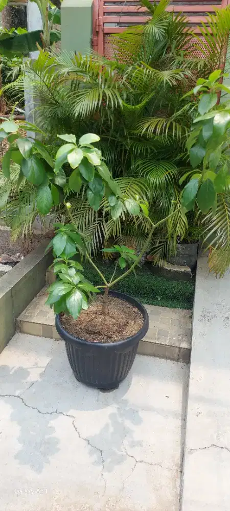 Jual pohon alpokat mentega super