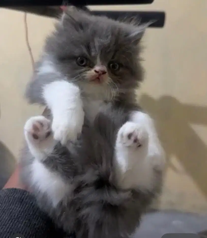 Kucing peaknose/flatnose bicollor