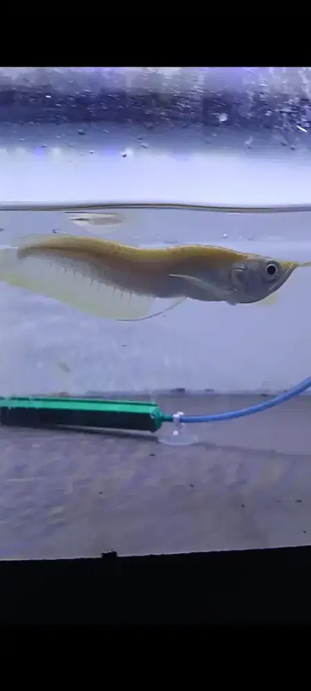 Silver albino UNIK ukuran -+10cm