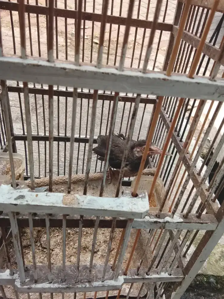 Jual burung jalak suren