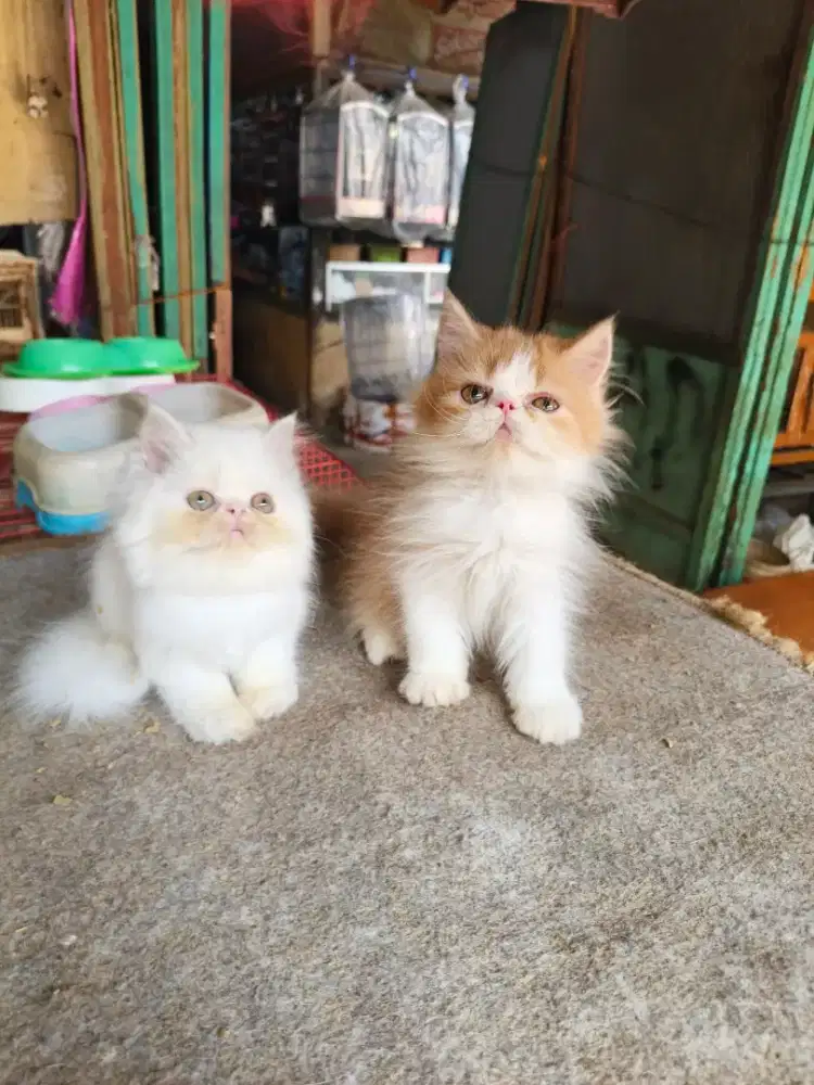 Peaknose sepasang 2,5 bulan