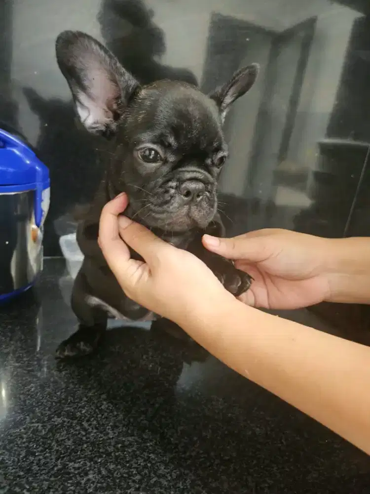 French Bulldog (Puppies)