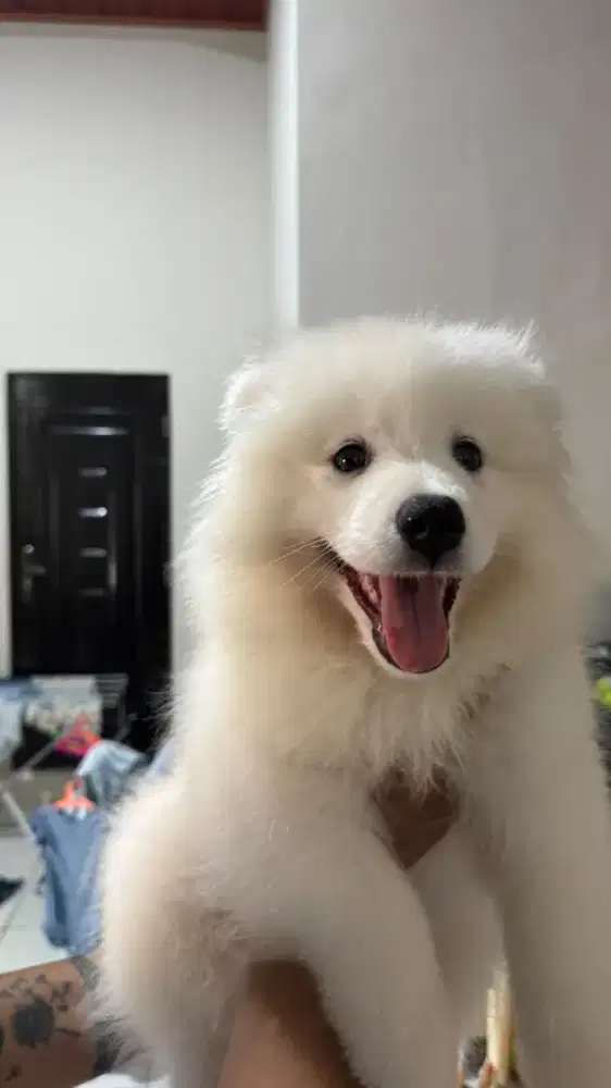 Di jual anakan anjing jenis Samoyed