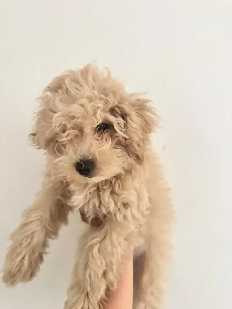 Poodle Puppy Anak Jantan
