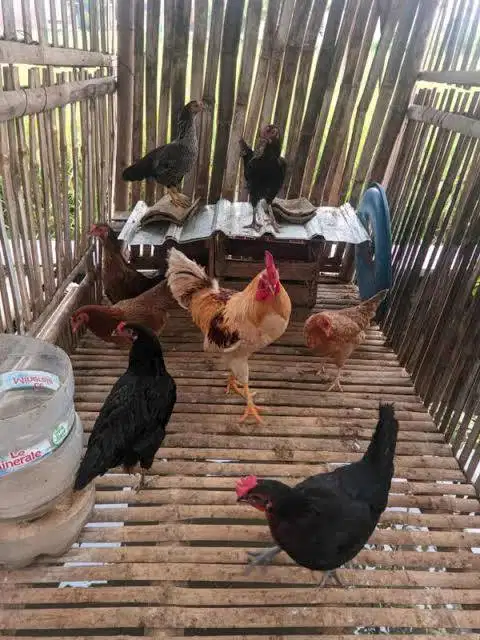 Jual Ayam KUB siap bertelur