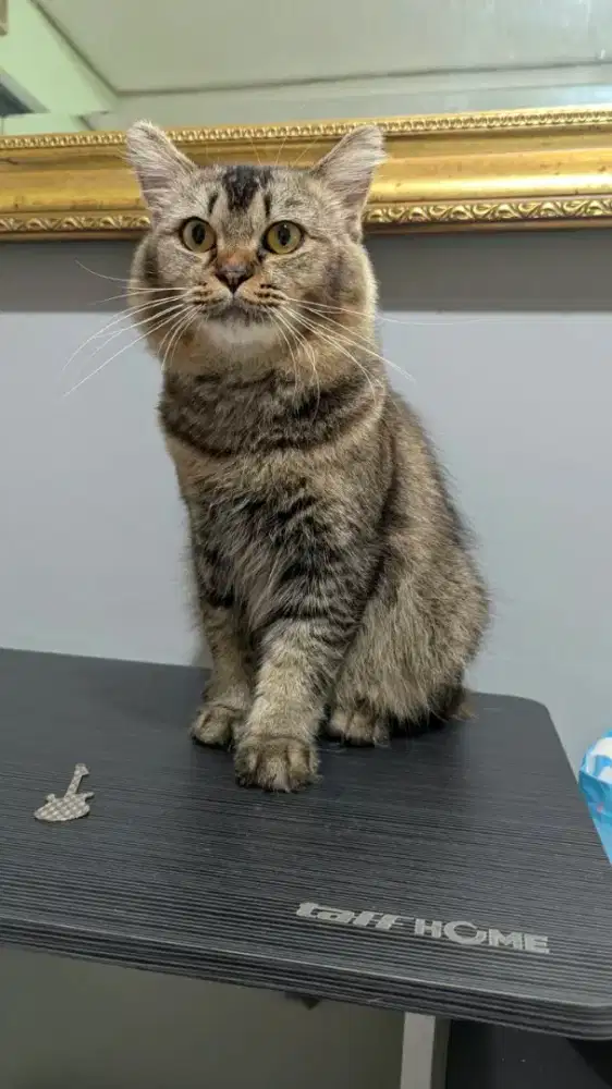 Open Adopt Kucing Persia