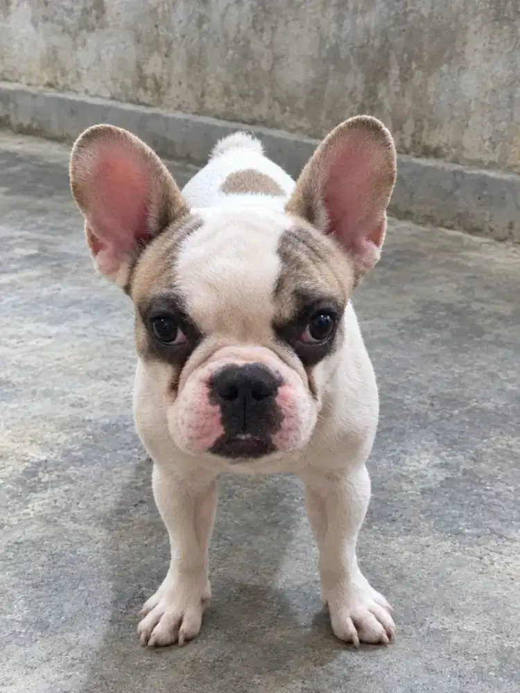French Bulldog Mini