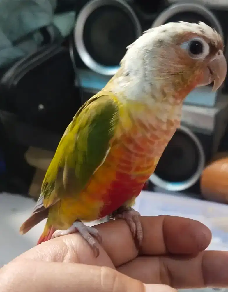 Pianeaple conure sun conure falk