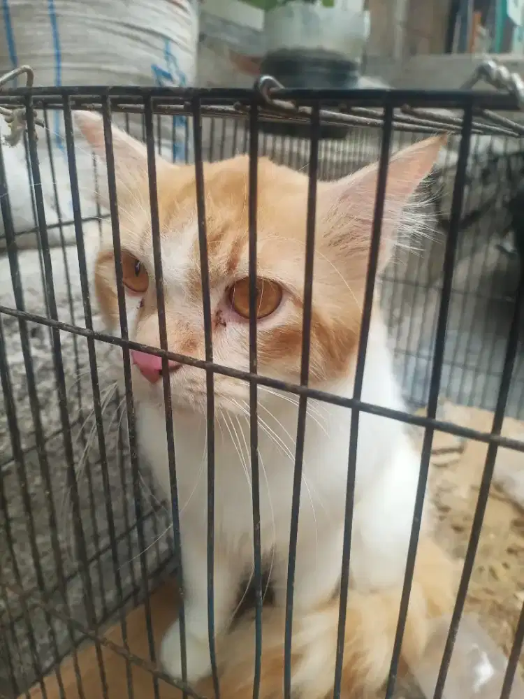 KUCING PERSIA SILANG