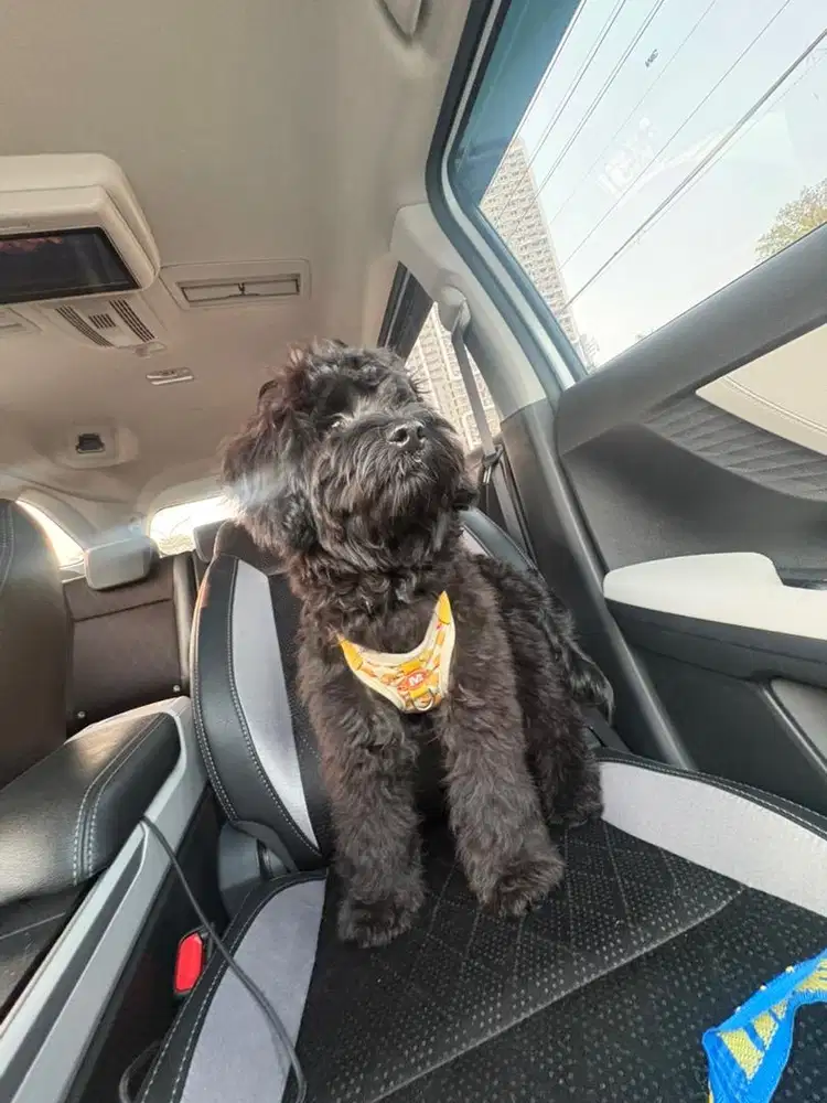 Shih Tzu mix Poodle Betina
