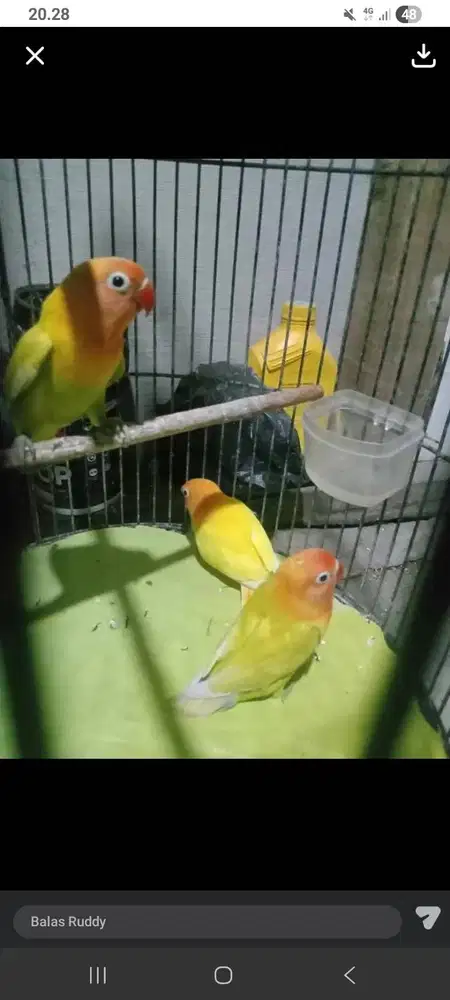 Burung Lovebird