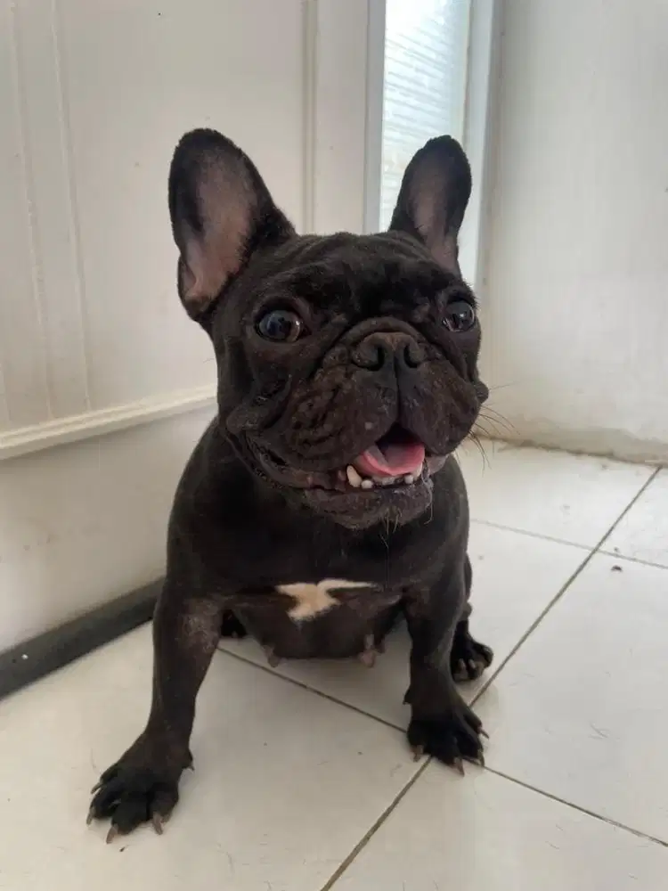 Frenchie Betina
