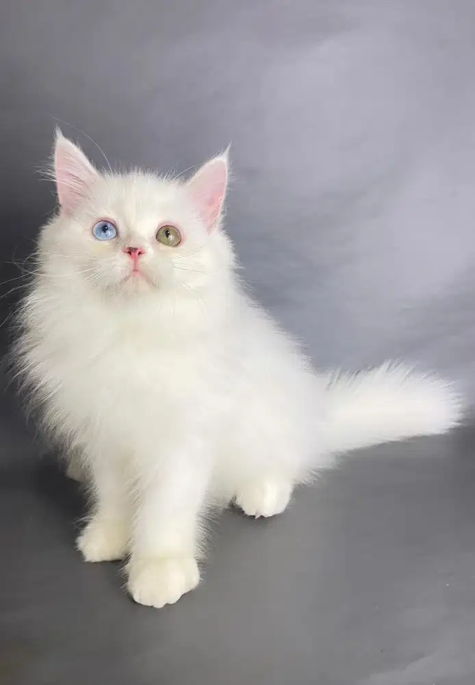 Kitten Persia Jantan