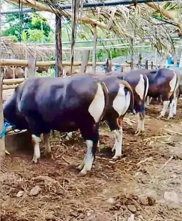 Tabungan sapi bali qurban 300kilo 3jt/bln 8x siap kurban 2027 jamin ok