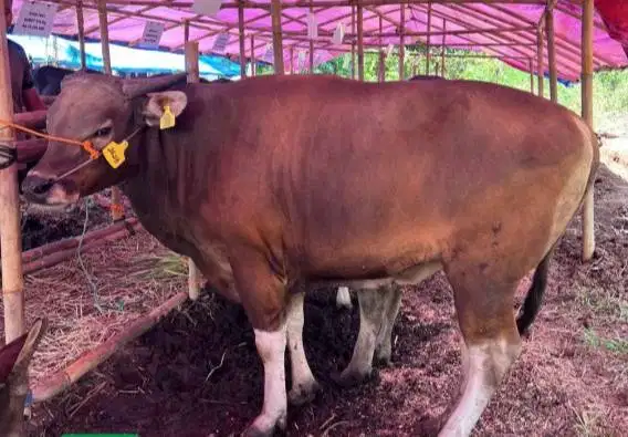 Tabungan sapi bali qurban 300kilo 3jt/bln 8x siap kurban 2027 jamin ok