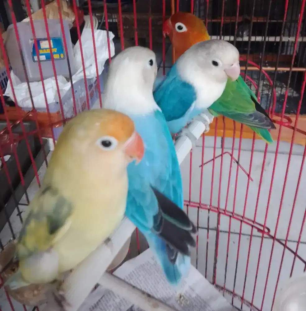 Lovebird warna warni