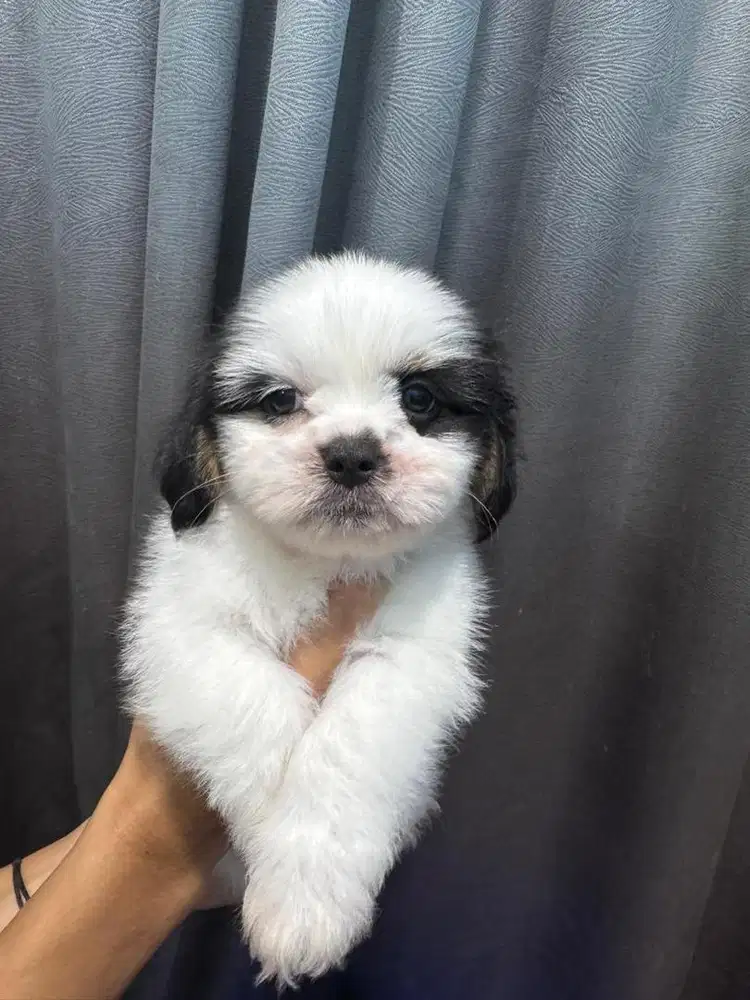 Anak anjing maltisu betina sudah vaksin good quality