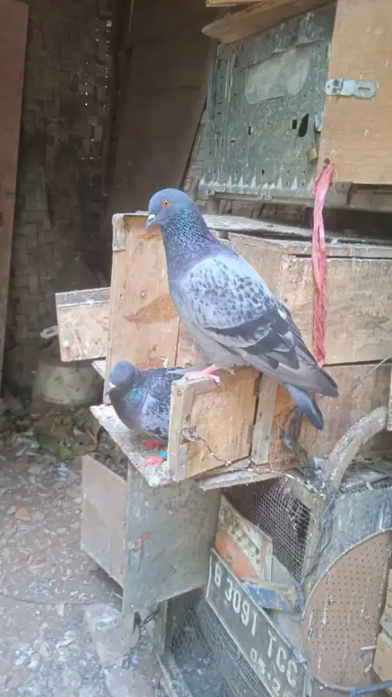 Merpati pasangan giring