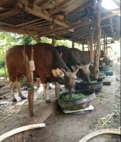 Tabungan sapi bali qurban 300kiloan 3jt/bln 8x siap hewan kurban 2027