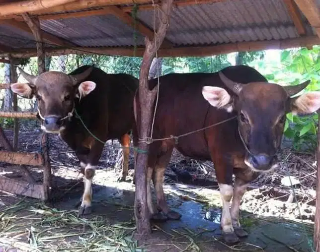 Tabungan hewan qurban sapi bali 300kiloan 3jt/bln 8x siap kurban 2027