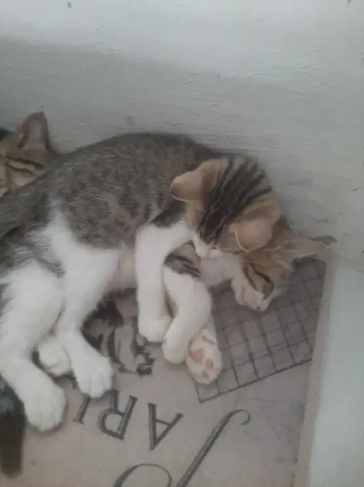 Open adopt kitten persia campuran domestik jantan dan betina