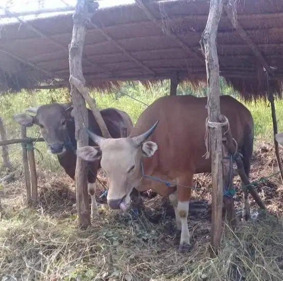 Tabungan sapi bali qurban 300kiloan 3jt/bln 8x siap hewan kurban 2027