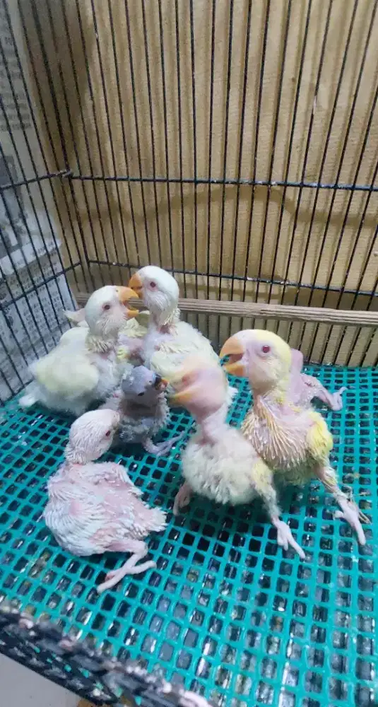 Anakan lovebird non klep mm