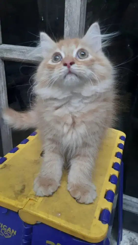 Kucing kitten persia Beti
