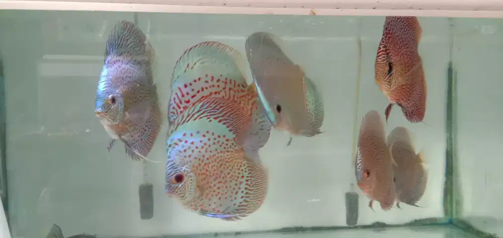 Ikan discus blue scorpion