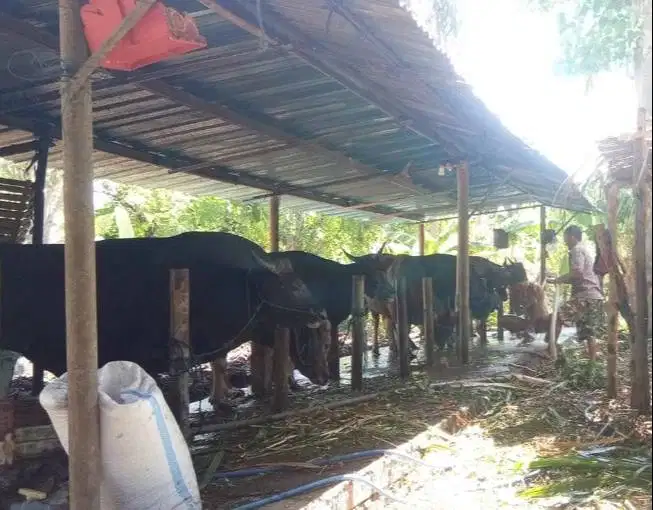 Tabungan sapi bali qurban 300kiloan 3jt/bln 8x siap hewan kurban 2027