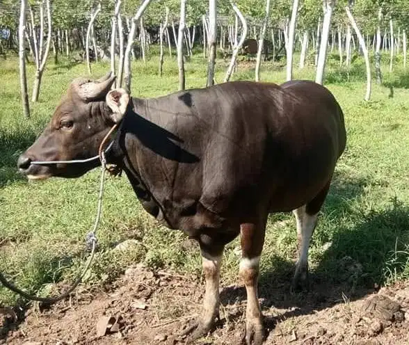 Tabungan sapi qurban bali 300kiloan 3jt/bln 8x siap hewan kurban 2027