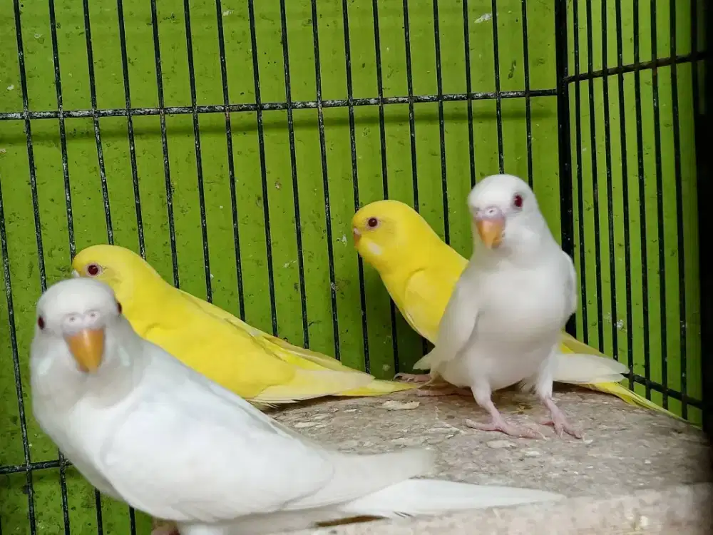 Burung Parkit PAUD