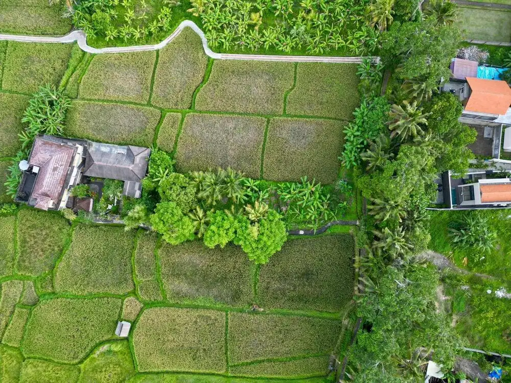 Tanah Langka Peliatan Ubud