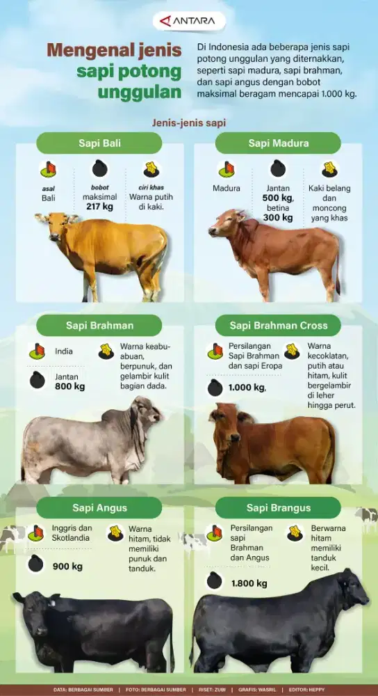 Jual Sapi Qurban / Potong siap antar