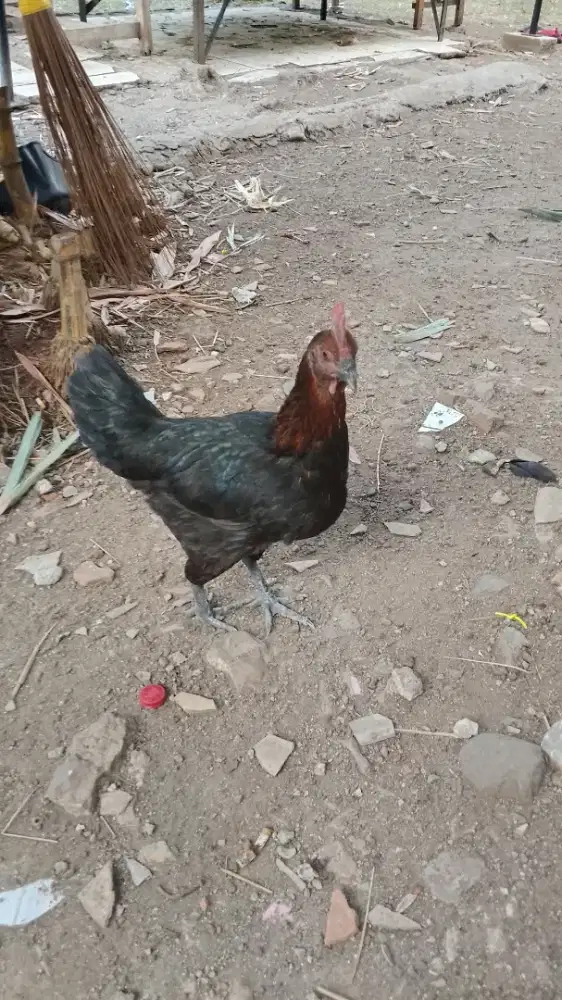 Ayam biang pelung