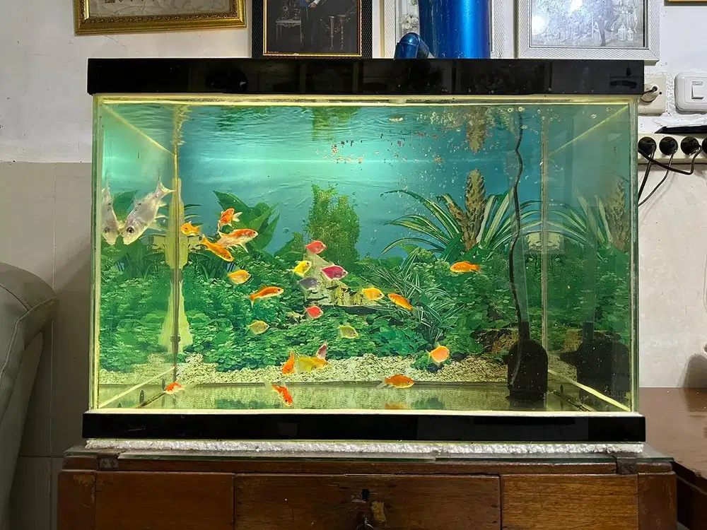 Akuarium kotak Ikan